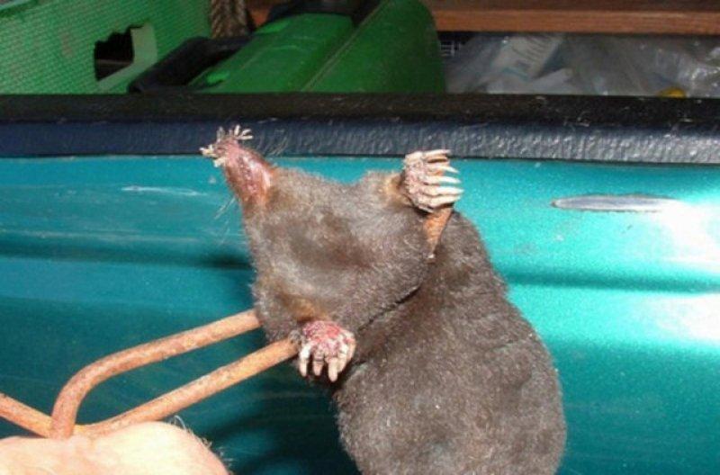 Birbirinden ilginç hayvanlar