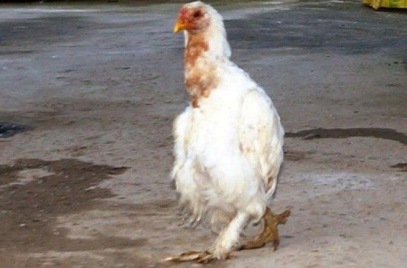 Birbirinden ilginç hayvanlar