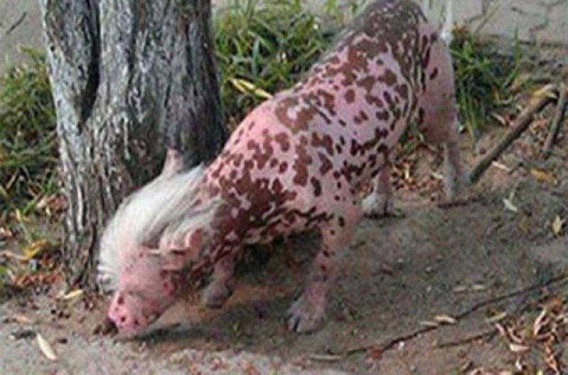 Birbirinden ilginç hayvanlar