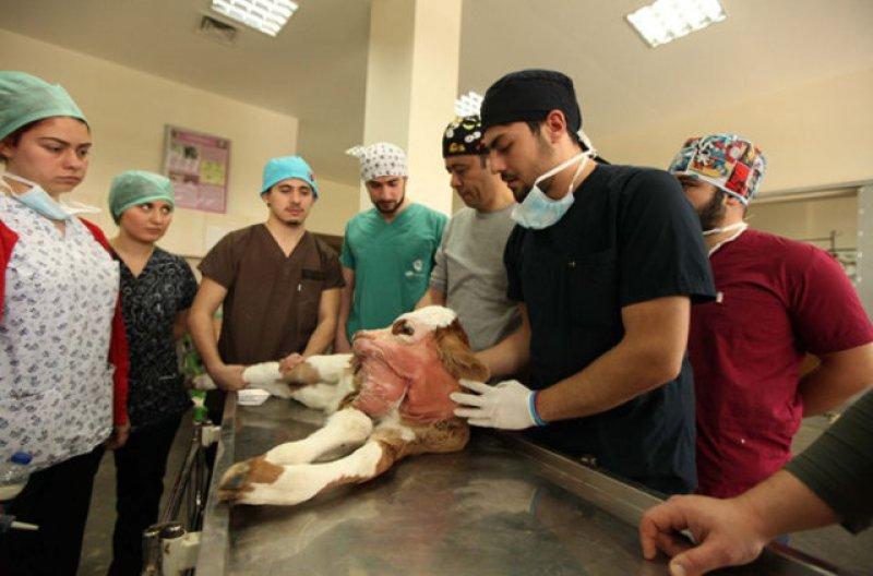 Birbirinden ilginç hayvanlar