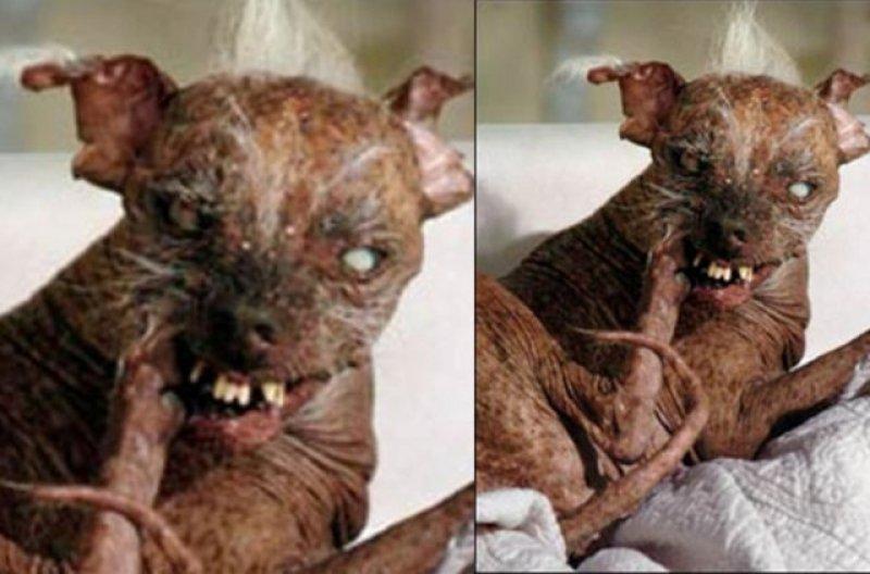 Birbirinden ilginç hayvanlar