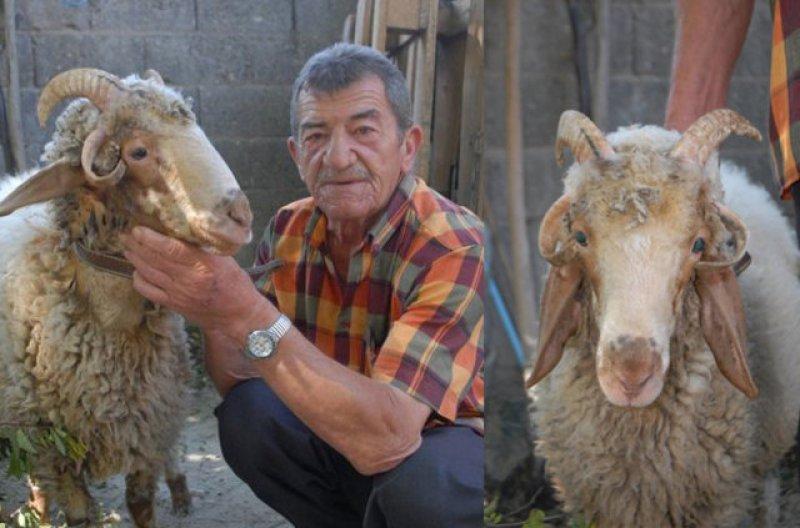 Birbirinden ilginç hayvanlar