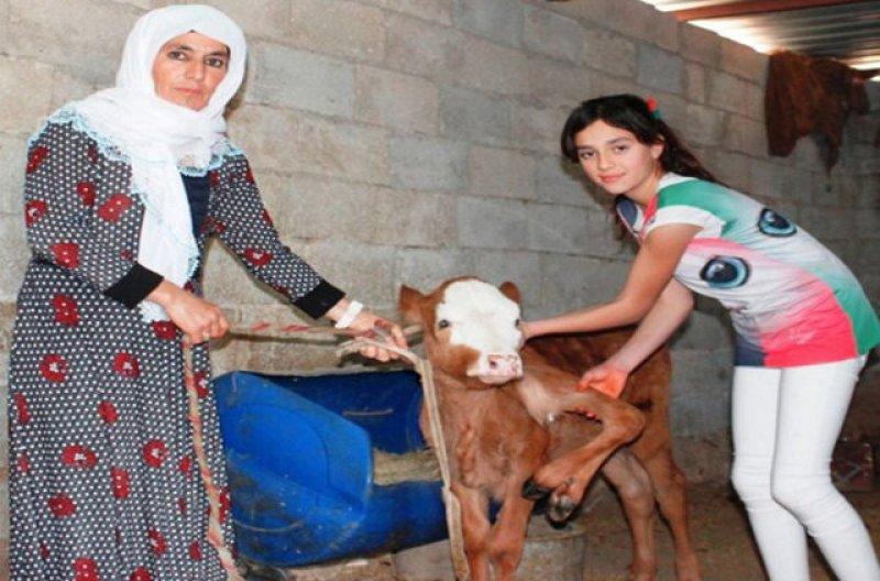 Birbirinden ilginç hayvanlar