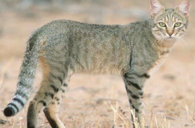 Birbirinden ilginç hayvanlar