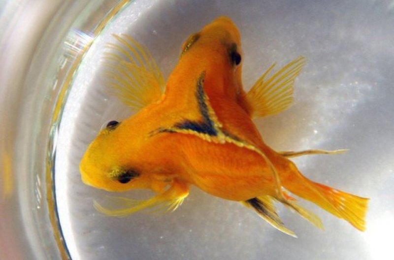 Birbirinden ilginç hayvanlar