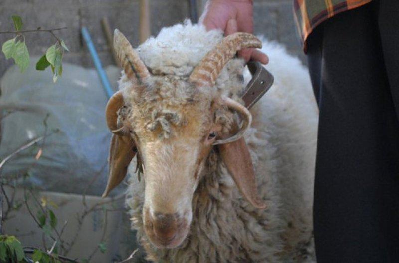 Birbirinden ilginç hayvanlar