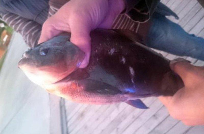 Birbirinden ilginç hayvanlar