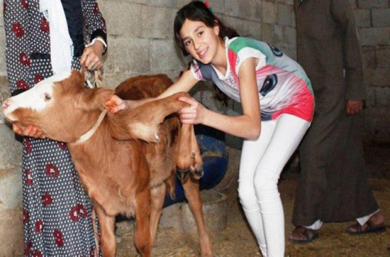 Birbirinden ilginç hayvanlar