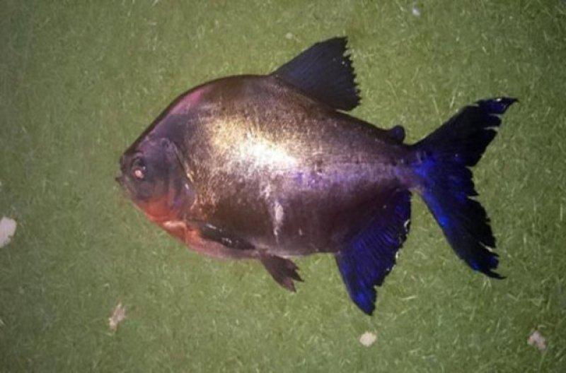 Birbirinden ilginç hayvanlar