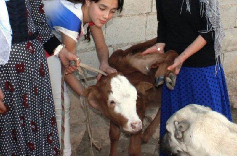 Birbirinden ilginç hayvanlar