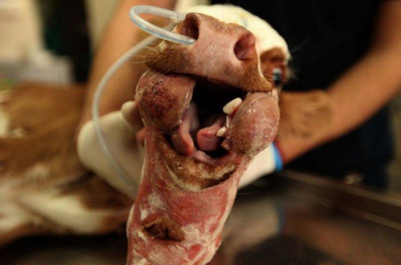 Birbirinden ilginç hayvanlar