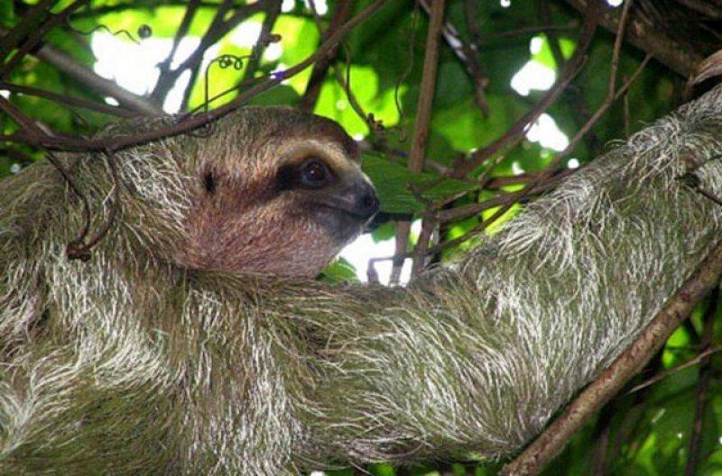 Birbirinden ilginç hayvanlar