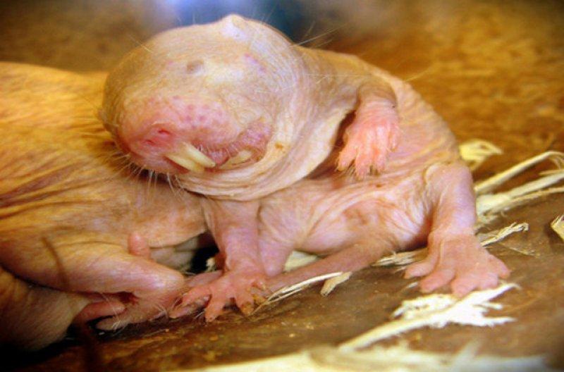 Birbirinden ilginç hayvanlar