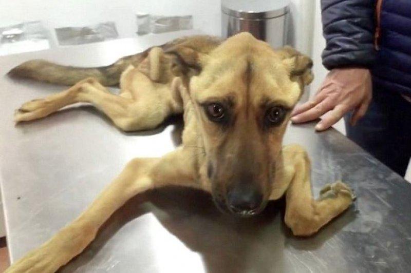 Açlıktan ölmek üzere olan köpeğin inanılmaz değişimi 