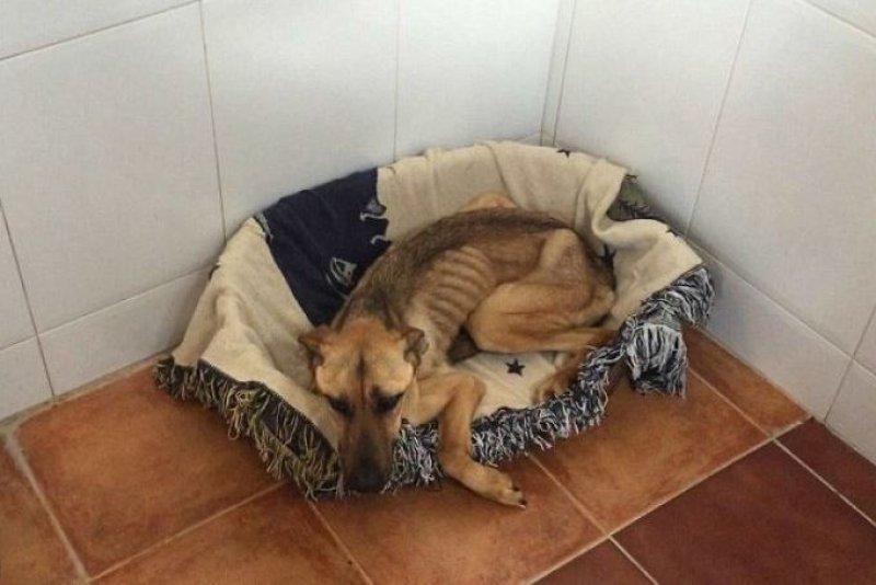 Açlıktan ölmek üzere olan köpeğin inanılmaz değişimi 