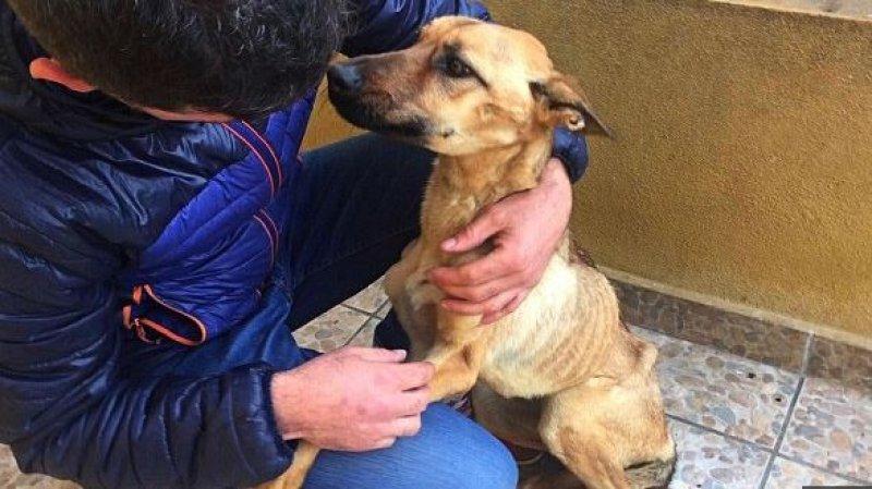 Açlıktan ölmek üzere olan köpeğin inanılmaz değişimi 
