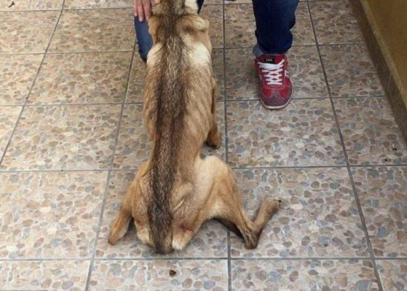 Açlıktan ölmek üzere olan köpeğin inanılmaz değişimi 