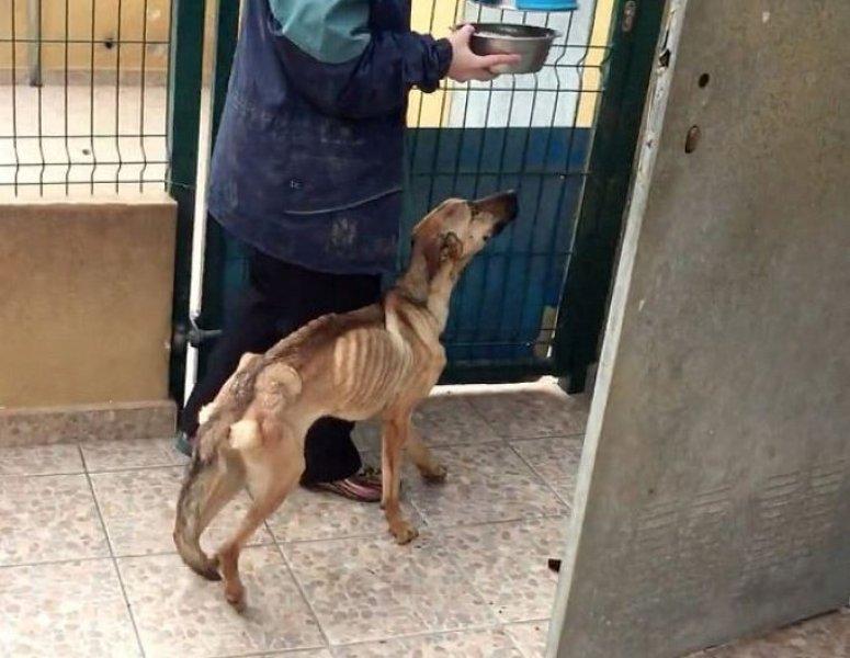 Açlıktan ölmek üzere olan köpeğin inanılmaz değişimi 