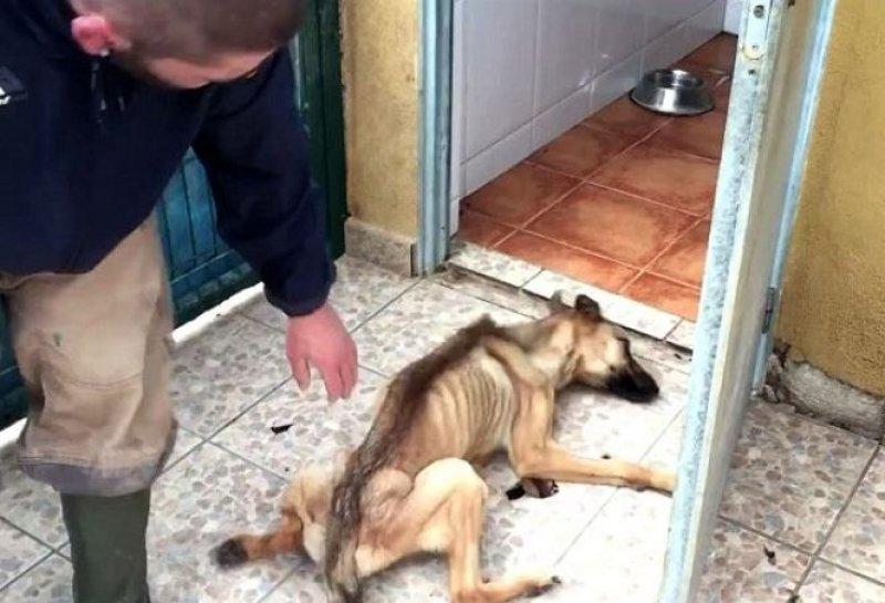 Açlıktan ölmek üzere olan köpeğin inanılmaz değişimi 