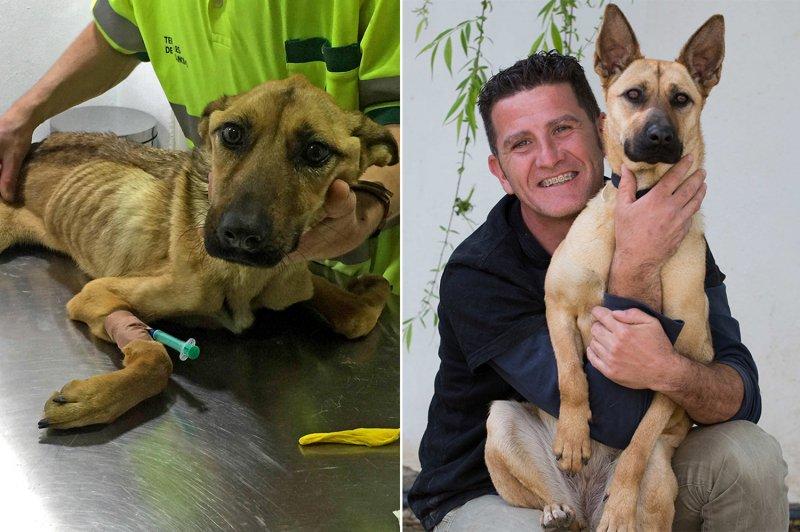 Açlıktan ölmek üzere olan köpeğin inanılmaz değişimi 