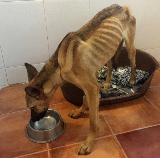 Açlıktan ölmek üzere olan köpeğin inanılmaz değişimi 
