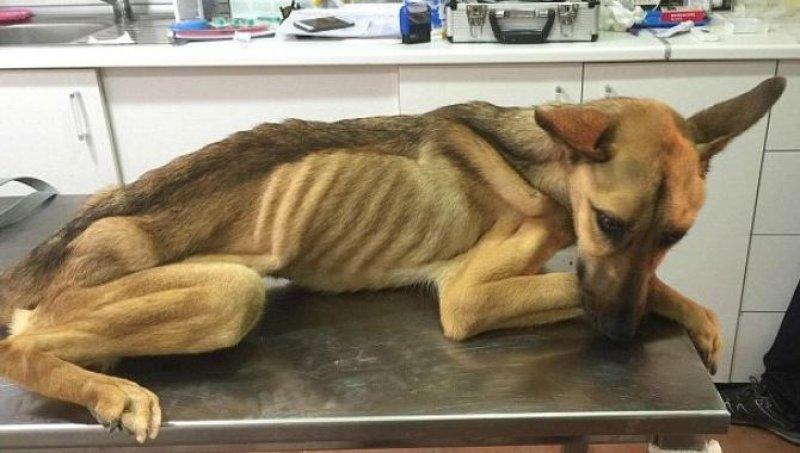 Açlıktan ölmek üzere olan köpeğin inanılmaz değişimi 