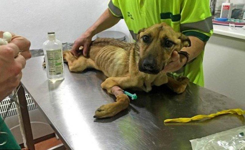 Açlıktan ölmek üzere olan köpeğin inanılmaz değişimi 