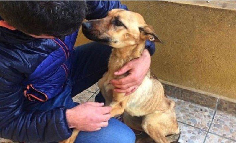 Açlıktan ölmek üzere olan köpeğin inanılmaz değişimi 