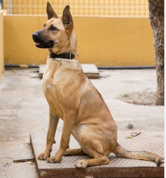 Açlıktan ölmek üzere olan köpeğin inanılmaz değişimi 