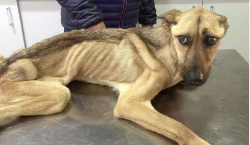 Açlıktan ölmek üzere olan köpeğin inanılmaz değişimi 