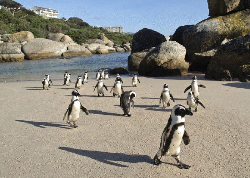 Güney Afrika'nın en güzel şehri: Cape Town