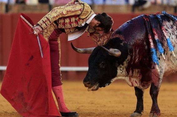  Boğa güreşinde boynuzlanan matadorlar