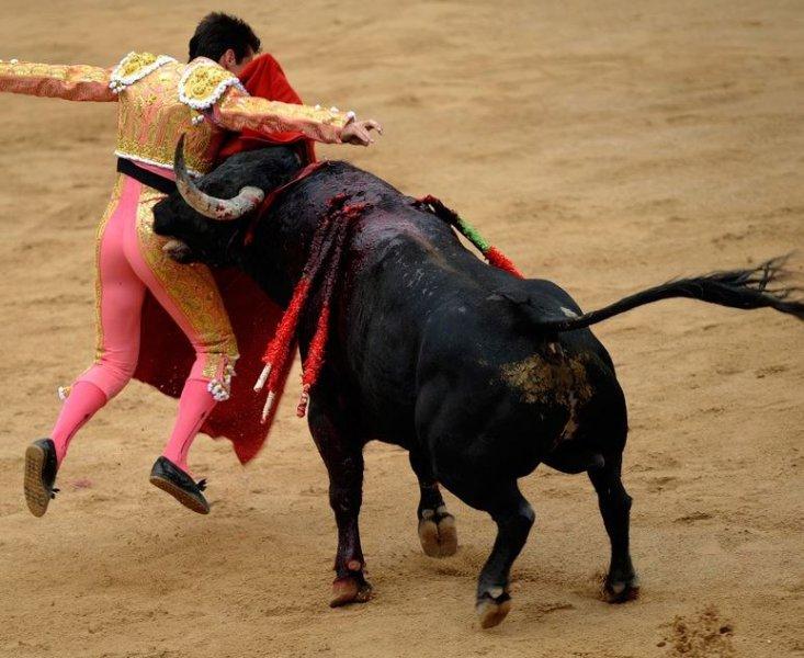  Boğa güreşinde boynuzlanan matadorlar