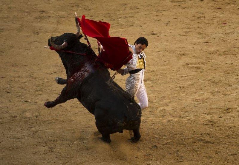  Boğa güreşinde boynuzlanan matadorlar