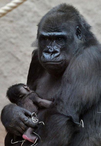 Shinda isimli goril annelik heyecanı yaşıyor 