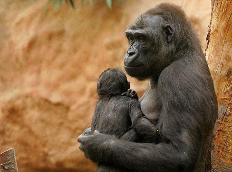 Shinda isimli goril annelik heyecanı yaşıyor 