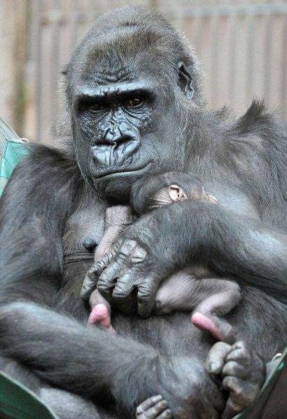 Shinda isimli goril annelik heyecanı yaşıyor 
