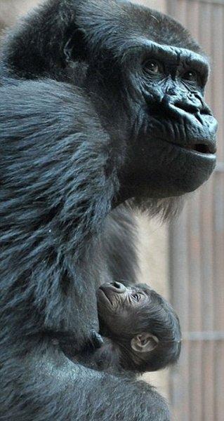 Shinda isimli goril annelik heyecanı yaşıyor 