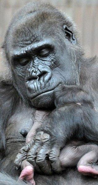 Shinda isimli goril annelik heyecanı yaşıyor 