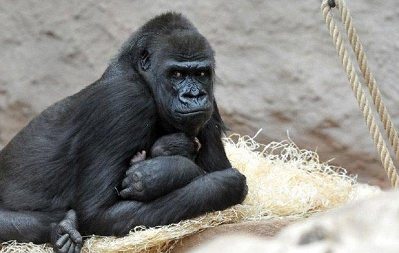 Shinda isimli goril annelik heyecanı yaşıyor 