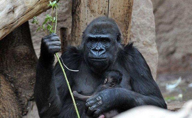 Shinda isimli goril annelik heyecanı yaşıyor 