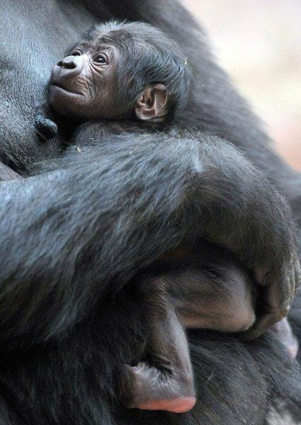 Shinda isimli goril annelik heyecanı yaşıyor 