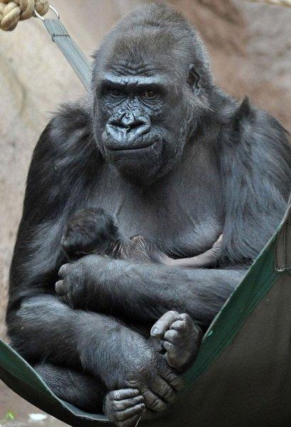 Shinda isimli goril annelik heyecanı yaşıyor 