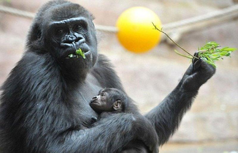 Shinda isimli goril annelik heyecanı yaşıyor 