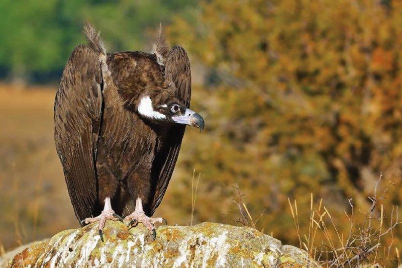 Dünyanın en tehlikeli yırtıcıları: Akbabalar 