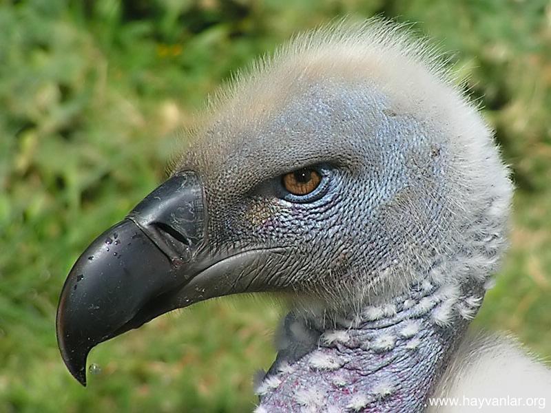 Dünyanın en tehlikeli yırtıcıları: Akbabalar 
