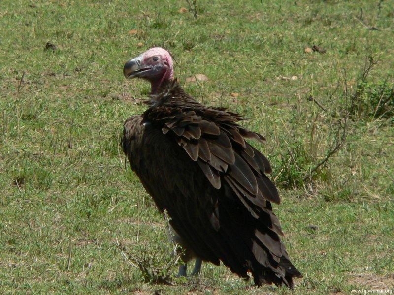 Dünyanın en tehlikeli yırtıcıları: Akbabalar 