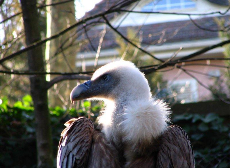 Dünyanın en tehlikeli yırtıcıları: Akbabalar 