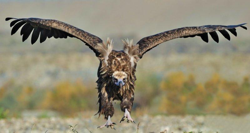 Dünyanın en tehlikeli yırtıcıları: Akbabalar 