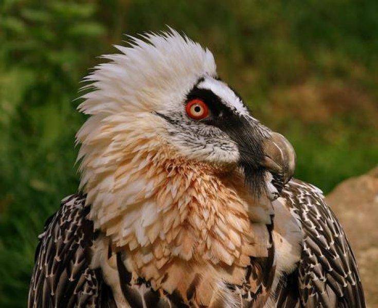 Dünyanın en tehlikeli yırtıcıları: Akbabalar 